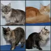 Additional photos: Maine Coon kittens