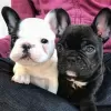 Photo №2 to announcement № 128246 for the sale of french bulldog - buy in Germany private announcement