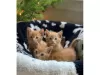 Photo №1. maine coon - for sale in the city of Berlin | 317$ | Announcement № 93704