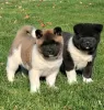 Photo №1. akita - for sale in the city of Yorktown | 650$ | Announcement № 50498