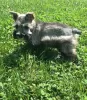 Photo №1. schnauzer - for sale in the city of Munich | 317$ | Announcement № 69767