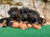 Photo №3. Healthy cute adorable German puppies shepherds available now for sell. Germany