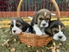 Additional photos: Elite puppies from titled parents