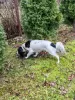 Additional photos: A young beautiful spaniel mix Knopa is looking for a home and family.