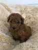 Photo №1. poodle (toy) - for sale in the city of Victoria Park | 946$ | Announcement № 11833