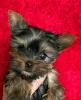 Photo №2 to announcement № 125802 for the sale of yorkshire terrier - buy in Sweden 