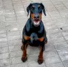 Photo №1. dobermann - for sale in the city of Suwałki | 1585$ | Announcement № 51294