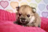 Additional photos: Pomeranian Spitz puppies