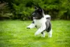 Photo №4. I will sell american akita in the city of Dnipro. breeder - price - 1414$