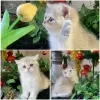 Photo №4. Buy british shorthair in the city of Стамбул. breeder - price - negotiated