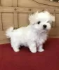 Photo №1. maltese dog - for sale in the city of Piotrków Trybunalski | 423$ | Announcement № 126687