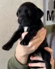 Photo №1. cane corso - for sale in the city of El Paso | negotiated | Announcement № 86076