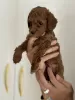 Additional photos: Miniature poodle puppies