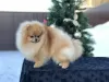 Photo №1. pomeranian - for sale in the city of Dubai | 6000$ | Announcement № 93898