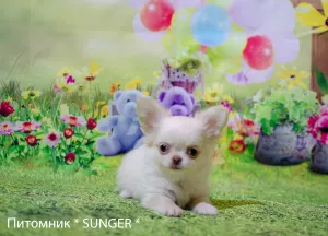 Photo №4. I will sell chihuahua in the city of Krivoy Rog. from nursery - price - 473$