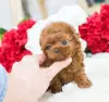 Photo №1. poodle (toy) - for sale in the city of Munich | 581$ | Announcement № 127104