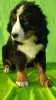 Additional photos: Bernese Mountain Dog