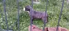 Photo №2 to announcement № 105679 for the sale of american staffordshire terrier - buy in Serbia private announcement