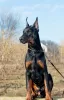 Photo №1. dobermann - for sale in the city of Москва | negotiated | Announcement № 18106