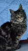 Additional photos: Purebred Maine Coon kittens from the cattery