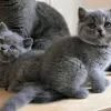 Photo №1. british shorthair - for sale in the city of Kiev | negotiated | Announcement № 95312