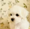 Photo №2 to announcement № 88937 for the sale of maltese dog - buy in Ukraine breeder