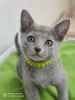 Photo №3. Russian blue cat. Russian Federation