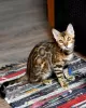 Additional photos: The best bengal kittens