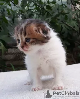 Photo №3. Scottish Longhaired Fold. Russian Federation