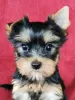 Photo №1. yorkshire terrier - for sale in the city of Degernes | 300$ | Announcement № 78014