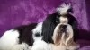 Additional photos: Shih tzu