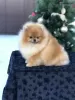 Photo №3. Amazing pomeranian! Fast delivery! guarantee small size.. United Arab Emirates