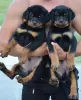 Additional photos: rottweiler