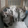 Photo №3. Healthy cute adorable Maine coon kittens available now for sell. United States