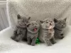 Photo №1. british shorthair - for sale in the city of Graz | 312$ | Announcement № 24861