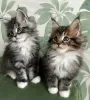 Photo №1. maine coon - for sale in the city of Даллас | negotiated | Announcement № 120779