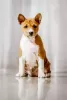 Additional photos: Basenji puppies available