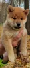 Photo №4. I will sell shiba inu in the city of Москва. private announcement - price - negotiated