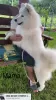 Additional photos: Samoyed puppies