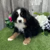 Photo №1. bernese mountain dog - for sale in the city of Chicago | 400$ | Announcement № 45614