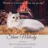 Photo №3. Kitten Scottish Strait Longhair Shinshilla Silver Shaded. Russian Federation