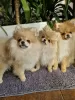 Photo №2 to announcement № 94306 for the sale of pomeranian - buy in Poland breeder