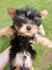 Photo №3. Baby-face Yorkie puppies are completely ready to go.. Estonia