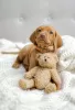 Photo №1. vizsla - for sale in the city of Minsk | 1170$ | Announcement № 61947