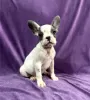 Additional photos: French bulldog puppies