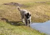 Additional photos: Caucasian Shepherd Dog