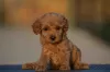 Photo №1. poodle (toy) - for sale in the city of Mladenovac | negotiated | Announcement № 94979