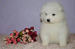 Additional photos: Samoyed kids.