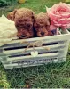 Photo №2 to announcement № 61373 for the sale of poodle (toy) - buy in Serbia private announcement