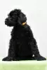 Additional photos: BLACK RUSSIAN TERRIER - UNIQUE FCI PUPPIES